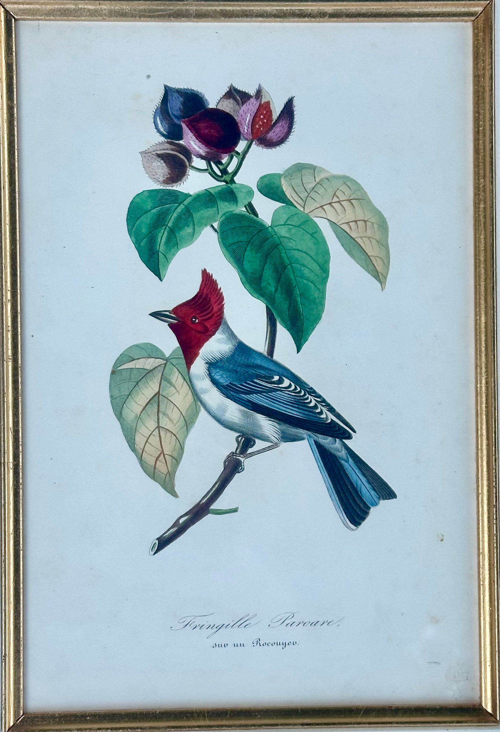 Flora Red-Crested Cardinal & Barbet Bird Butterfly , Original Prints by Descourtilz, 1834 (Pair) - 4