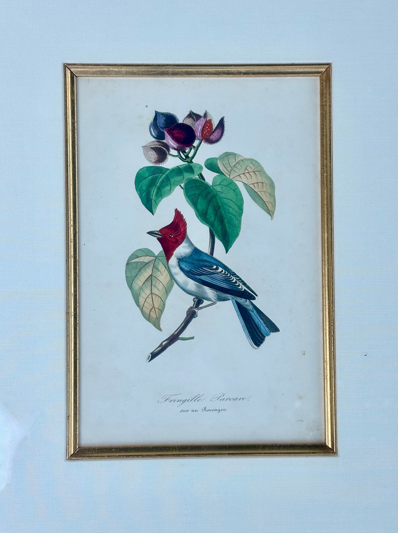 Flora Red-Crested Cardinal & Barbet Bird Butterfly , Original Prints by Descourtilz, 1834 (Pair) - 5