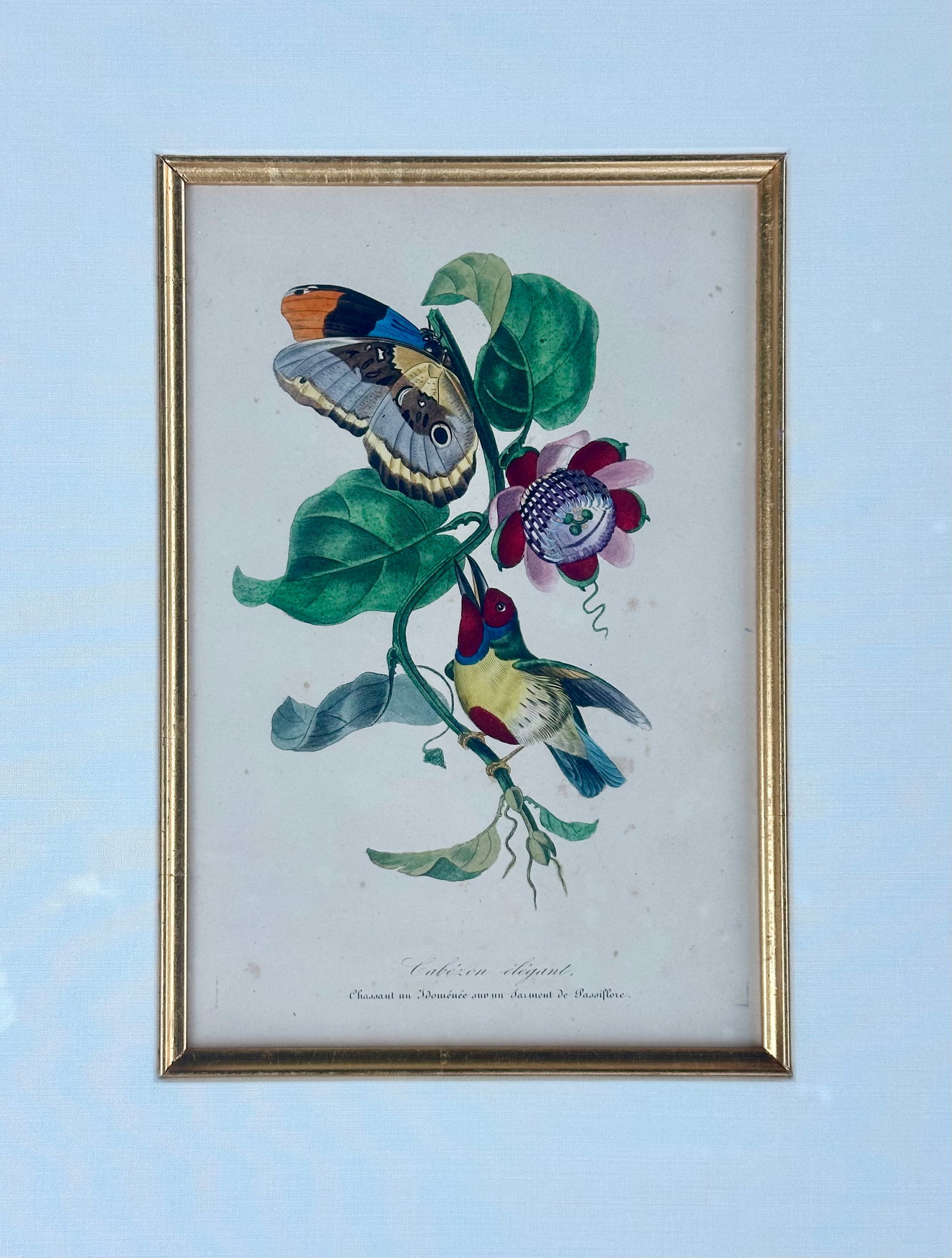 Flora Red-Crested Cardinal & Barbet Bird Butterfly , Original Prints by Descourtilz, 1834 (Pair) - 6