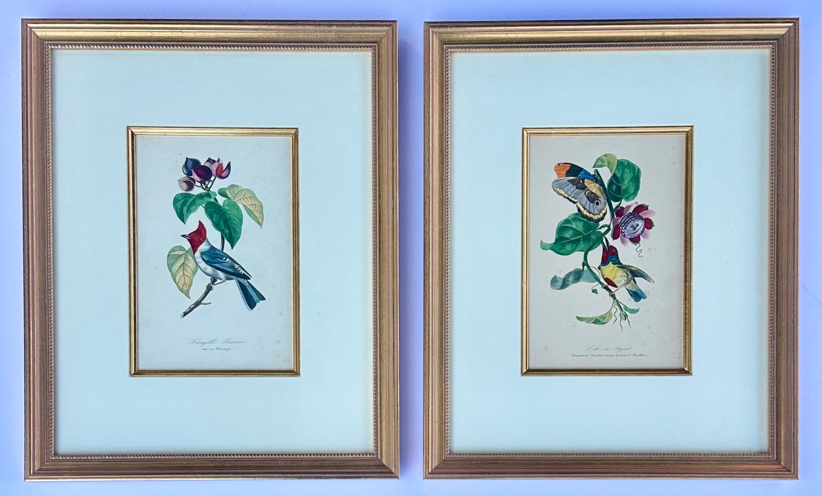 Flora Red-Crested Cardinal & Barbet Bird Butterfly , Original Prints by Descourtilz, 1834 (Pair) - 7