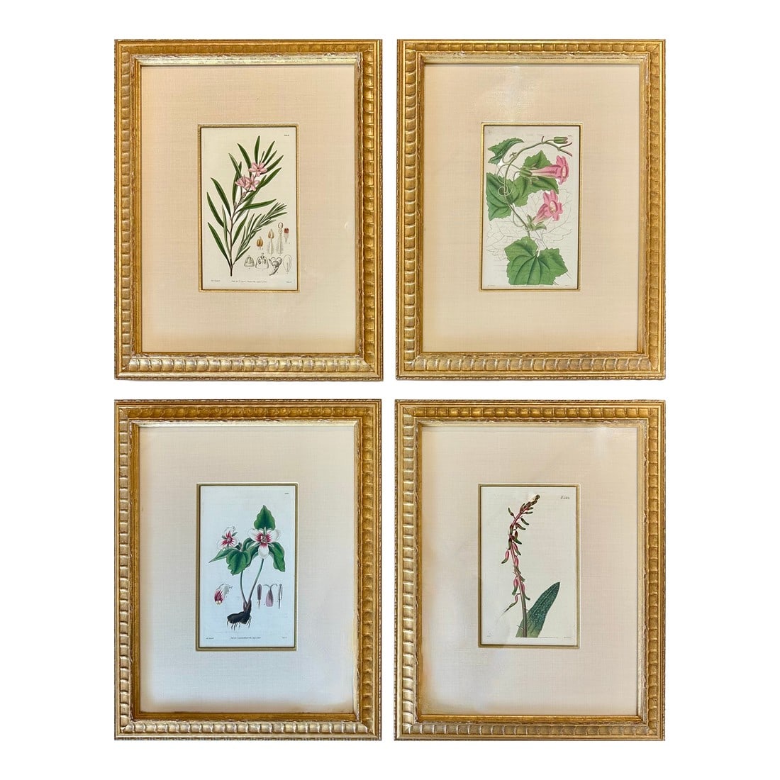 Botanicals: Trillion, Oleander, Snapdragon, Original by by William Curtis, 1803 (Set/4): Set of 4 original engraving botanicals by William Curtis, 1803. Featuring the Trillion, Oleander, Snapdragon, and Gasteria Flowers. Custom framed in matching carved gilt wood frames with wide cream