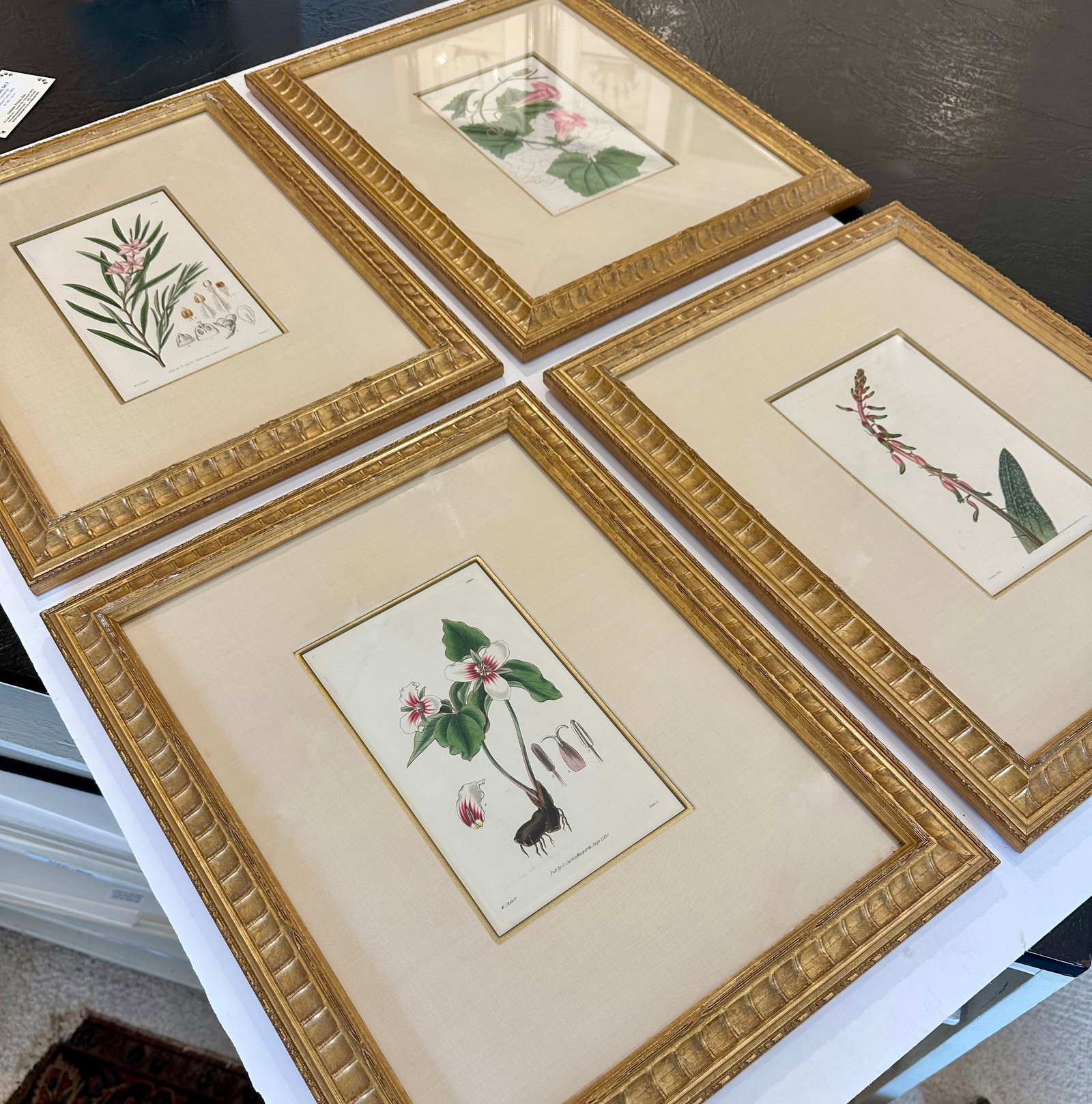 Botanicals: Trillion, Oleander, Snapdragon, Original by by William Curtis, 1803 (Set/4) - 6