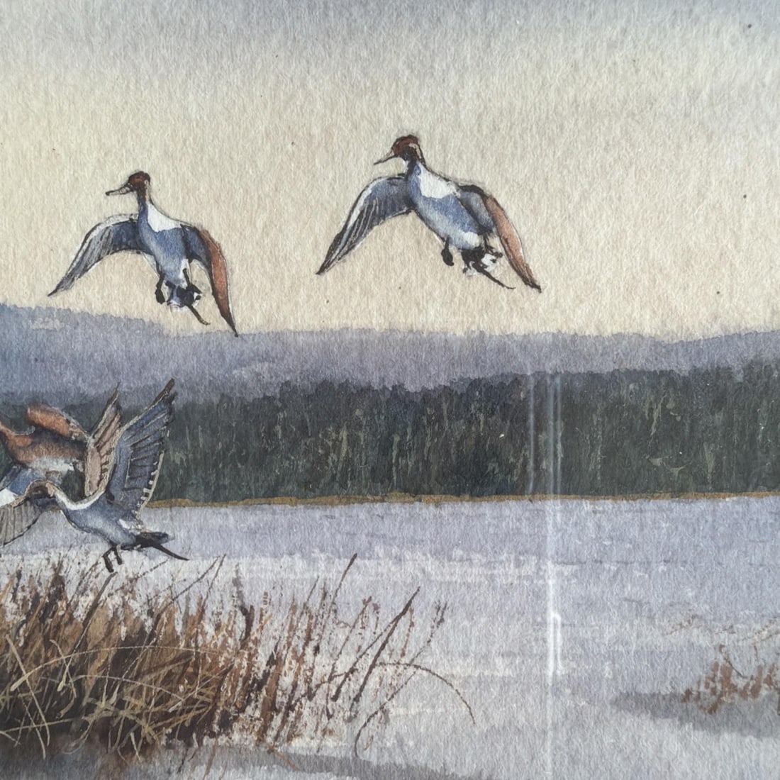 Original 1994 Signed Louis Weber Watercolor Pintails Ducks Baldwin Lake CA - 4