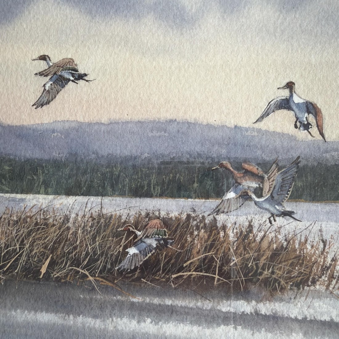 Original 1994 Signed Louis Weber Watercolor Pintails Ducks Baldwin Lake CA - 5