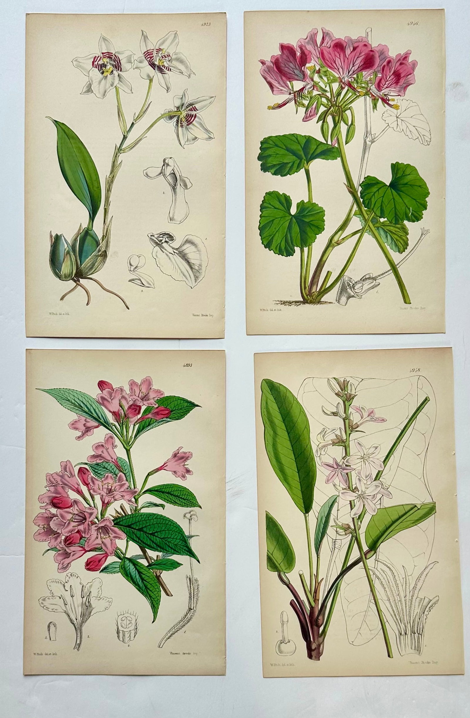 Orchid, Geranium, Weigela & Galipea: Original Botanical Engravings by William Curtis, 1856 (Set of 4 - 9