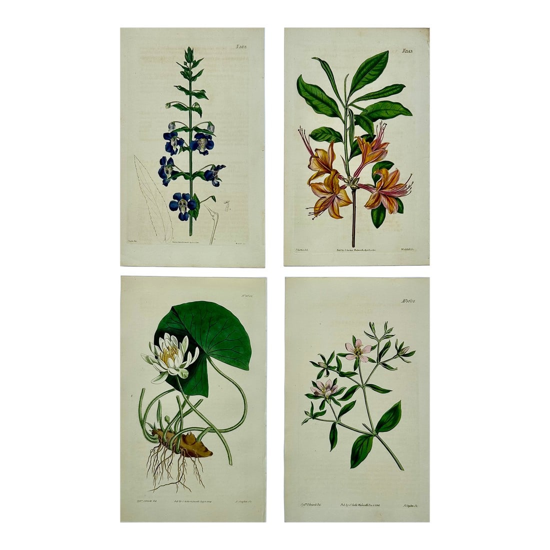 Azalea, Angel Flower, Lily, Soapwart Botanical Engravings by William Curtis, 1856 (Set of 4): Set of 4 original copper engraving botanicals by William Curtis. Unframed. Dimensions: 6" x 9.5" each print, 20" x 26" set of 4. Excellent condition. Curtis began publishing the *Botanical Magazine: