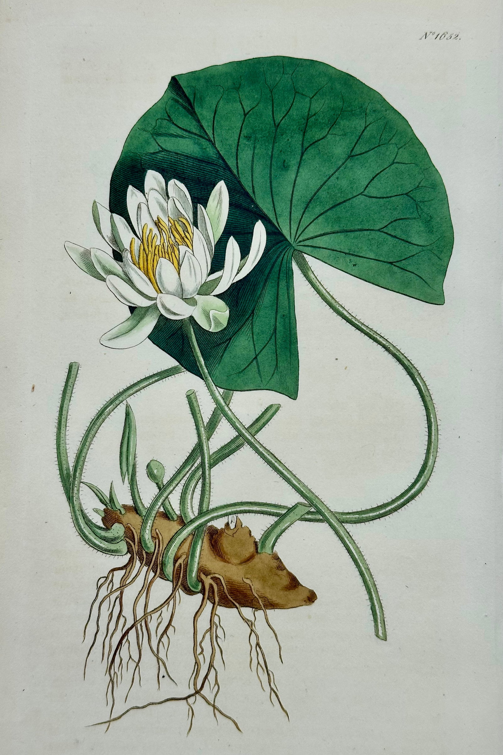 Azalea, Angel Flower, Lily, Soapwart Botanical Engravings by William Curtis, 1856 (Set of 4) - 3