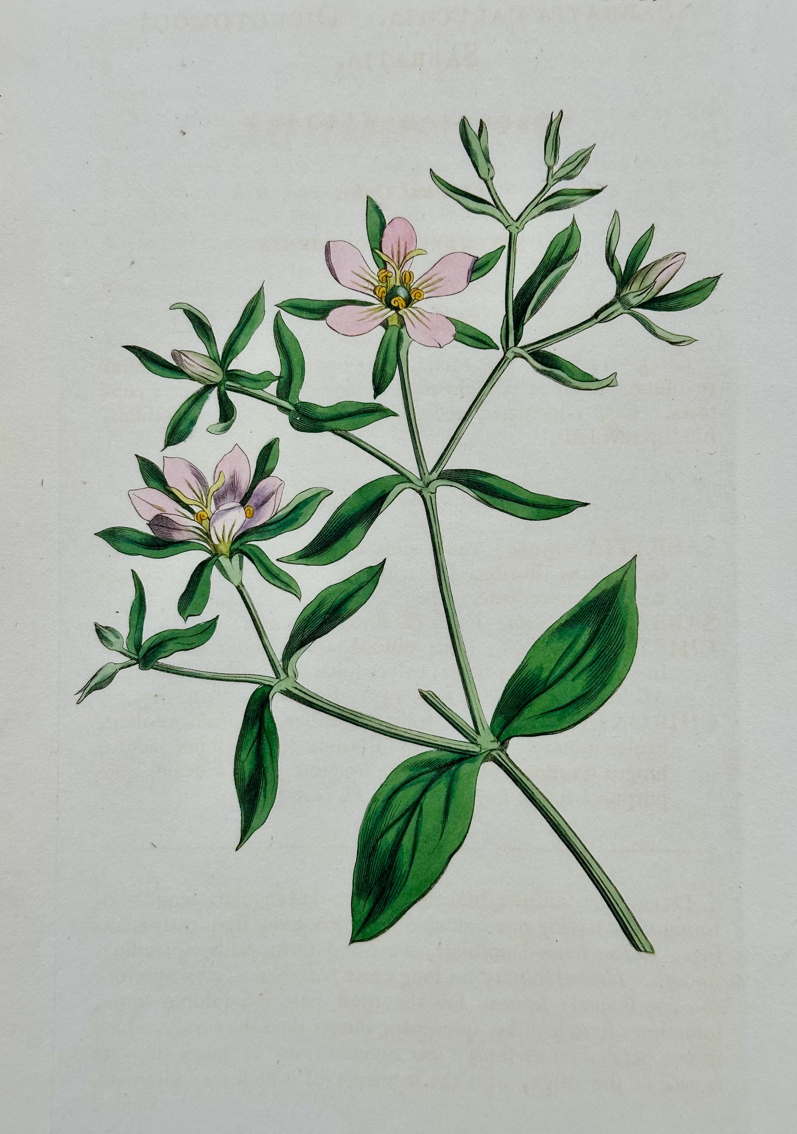 Azalea, Angel Flower, Lily, Soapwart Botanical Engravings by William Curtis, 1856 (Set of 4) - 5