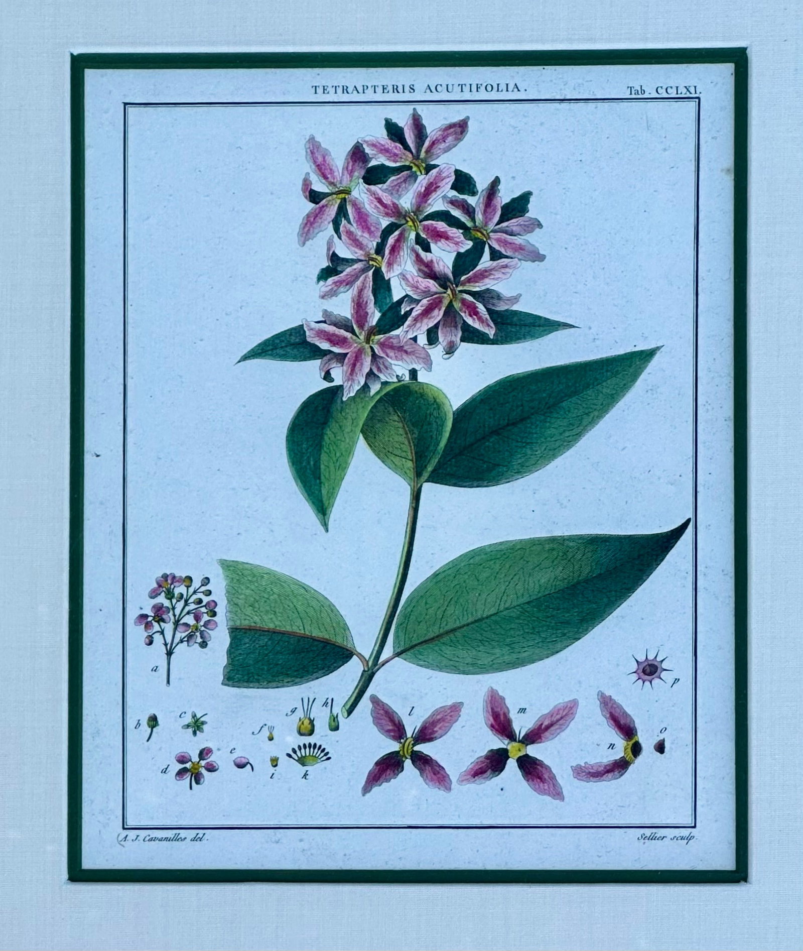 Hibiscus and Mallows (Malvaceae), Pair Original Botanical Prints, 1838 (Framed) - 2