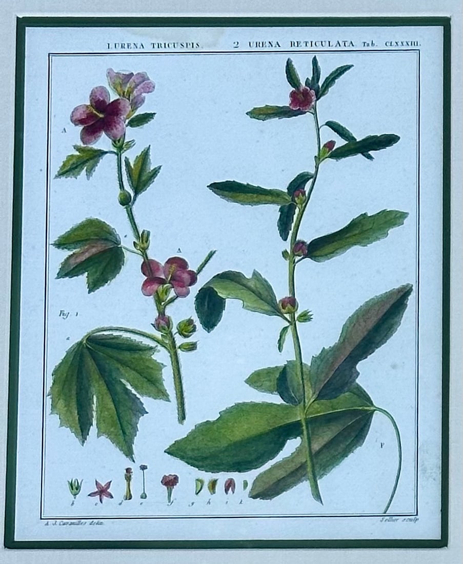 Hibiscus and Mallows (Malvaceae), Pair Original Botanical Prints, 1838 (Framed) - 3