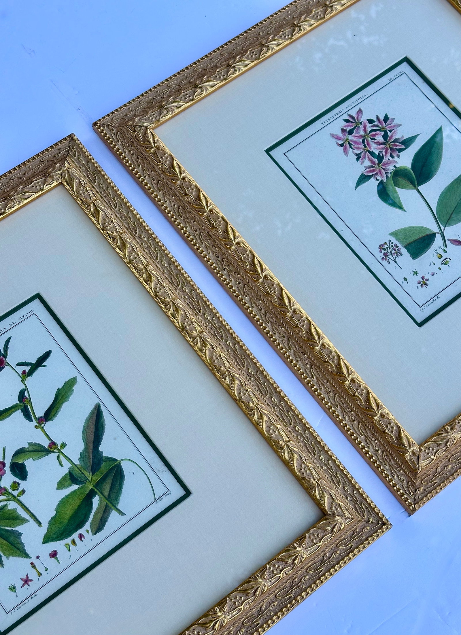 Hibiscus and Mallows (Malvaceae), Pair Original Botanical Prints, 1838 (Framed) - 5