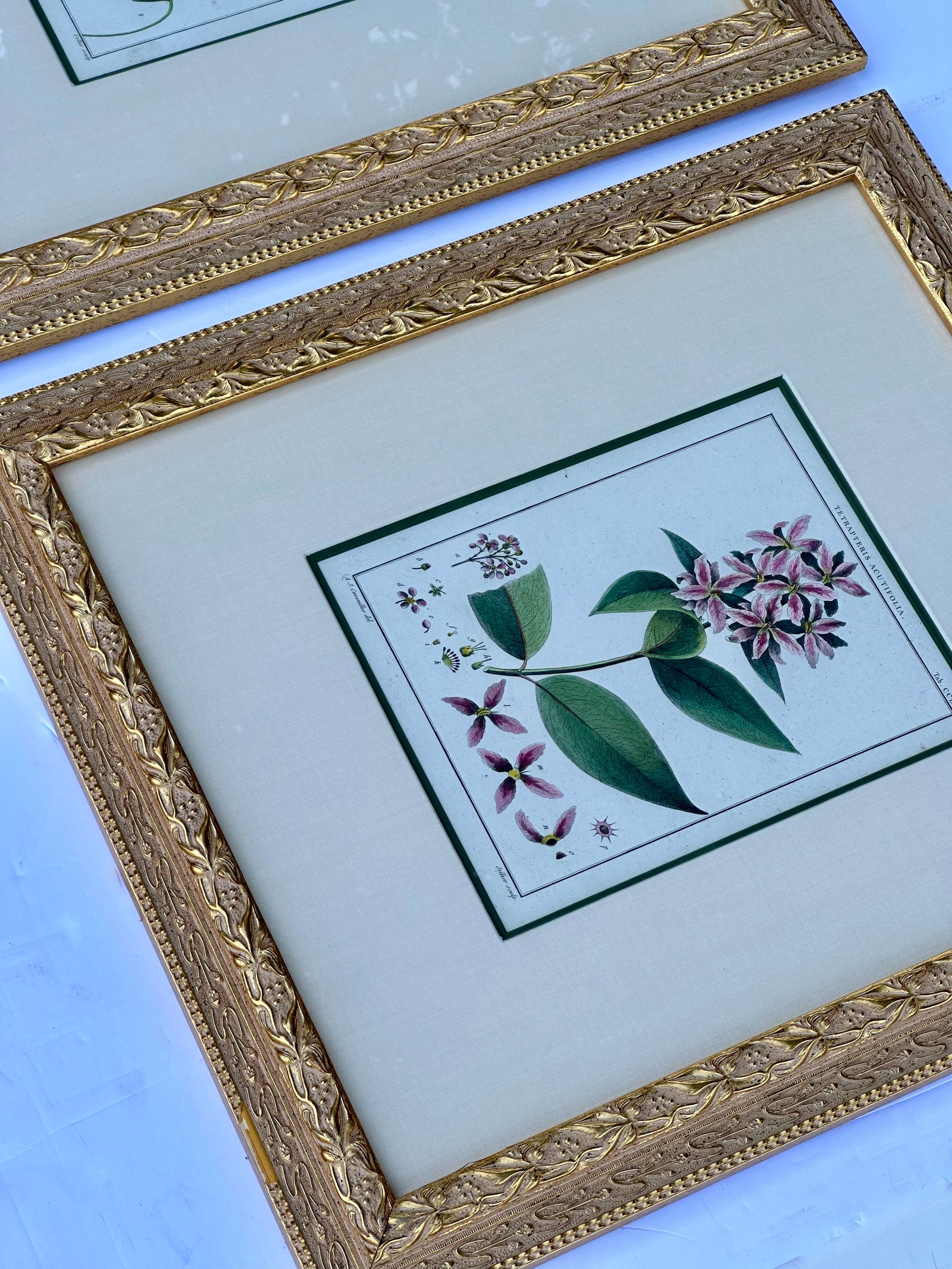 Hibiscus and Mallows (Malvaceae), Pair Original Botanical Prints, 1838 (Framed) - 7