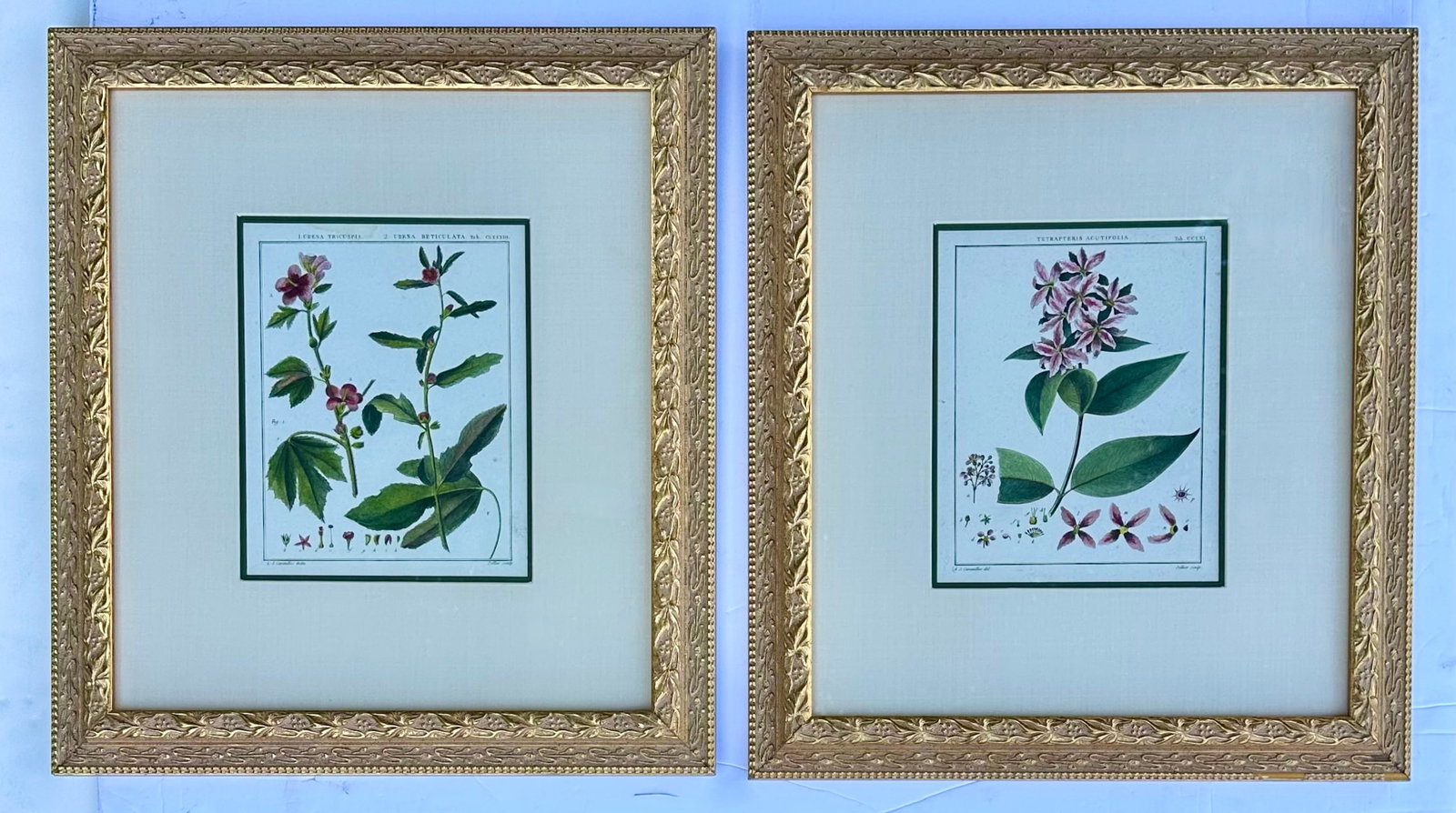 Hibiscus and Mallows (Malvaceae), Pair Original Botanical Prints, 1838 (Framed) - 8