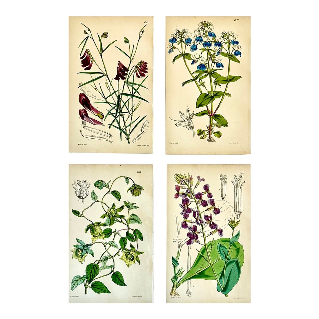 Orobus, Blue Eyed Mary, Ginseng & Honesty Botanical Engravings by William Curtis, 1856 (Set of 4): Set of 4 original copper engraving botanicals by William Curtis. Unframed. Dimensions: 6" x 9.5" each print, 20" x 26" set of 4. Excellent condition. Curtis began publishing the *Botanical Magazine: