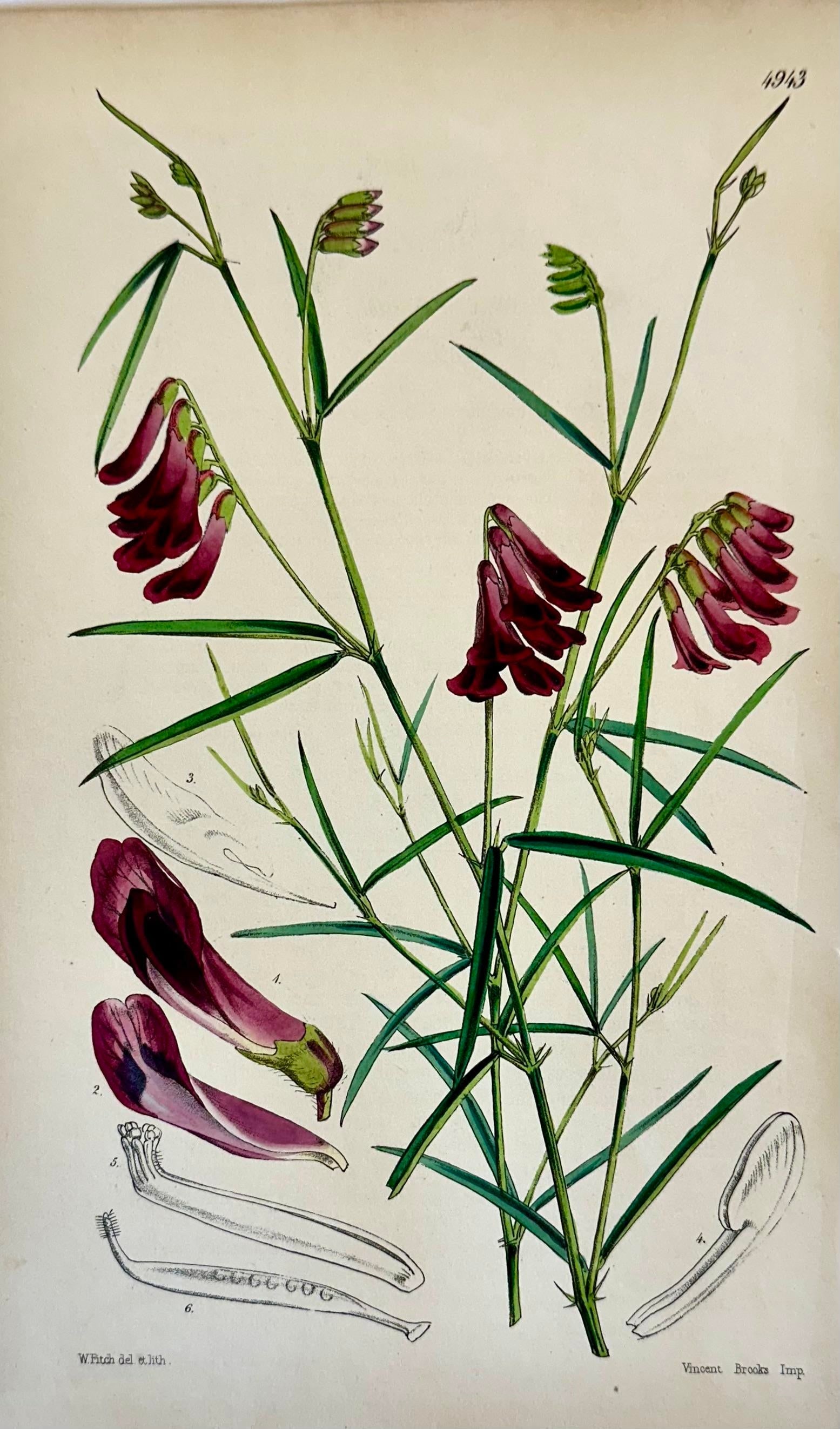 Orobus, Blue Eyed Mary, Ginseng & Honesty Botanical Engravings by William Curtis, 1856 (Set of 4) - 2