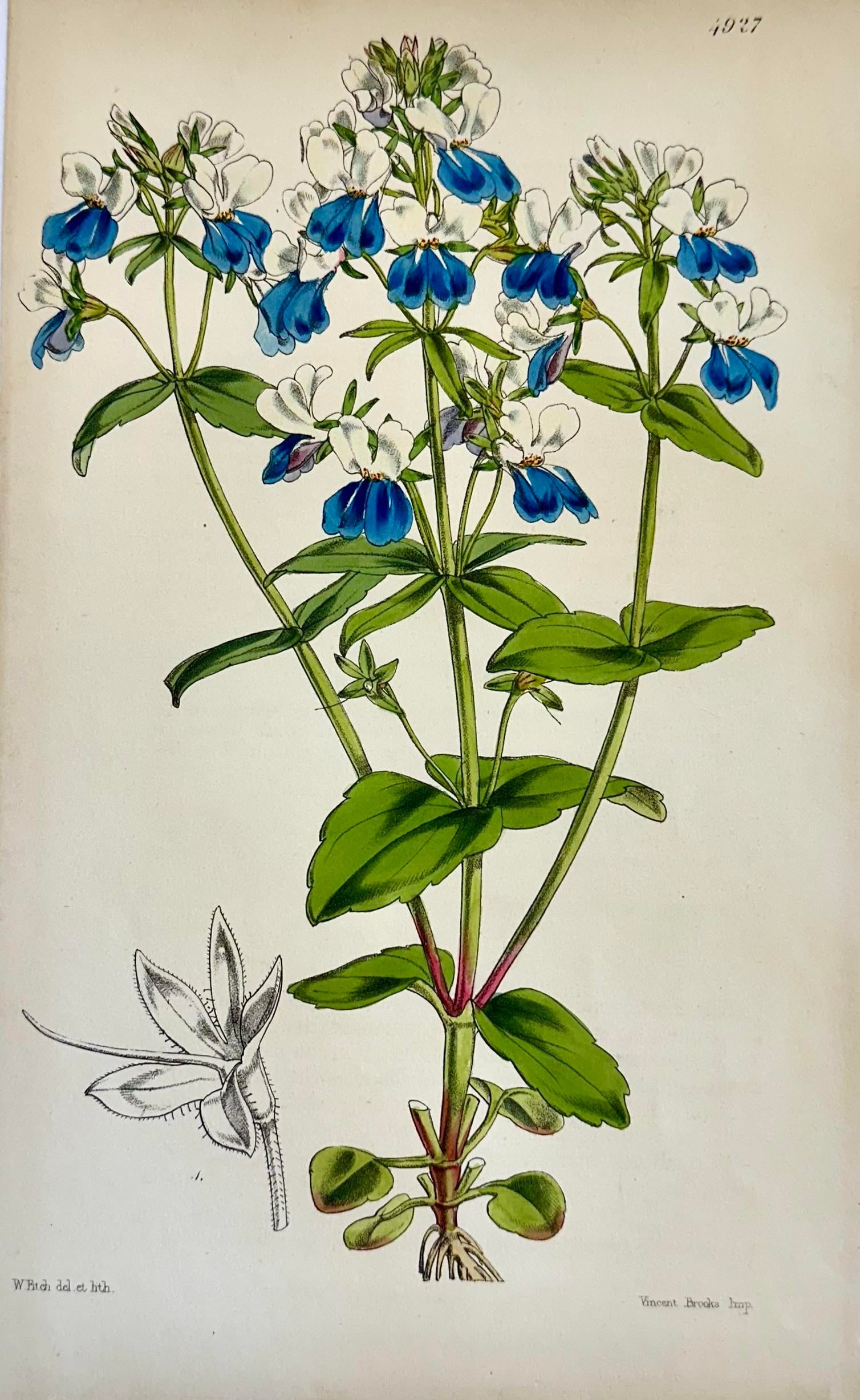 Orobus, Blue Eyed Mary, Ginseng & Honesty Botanical Engravings by William Curtis, 1856 (Set of 4) - 3
