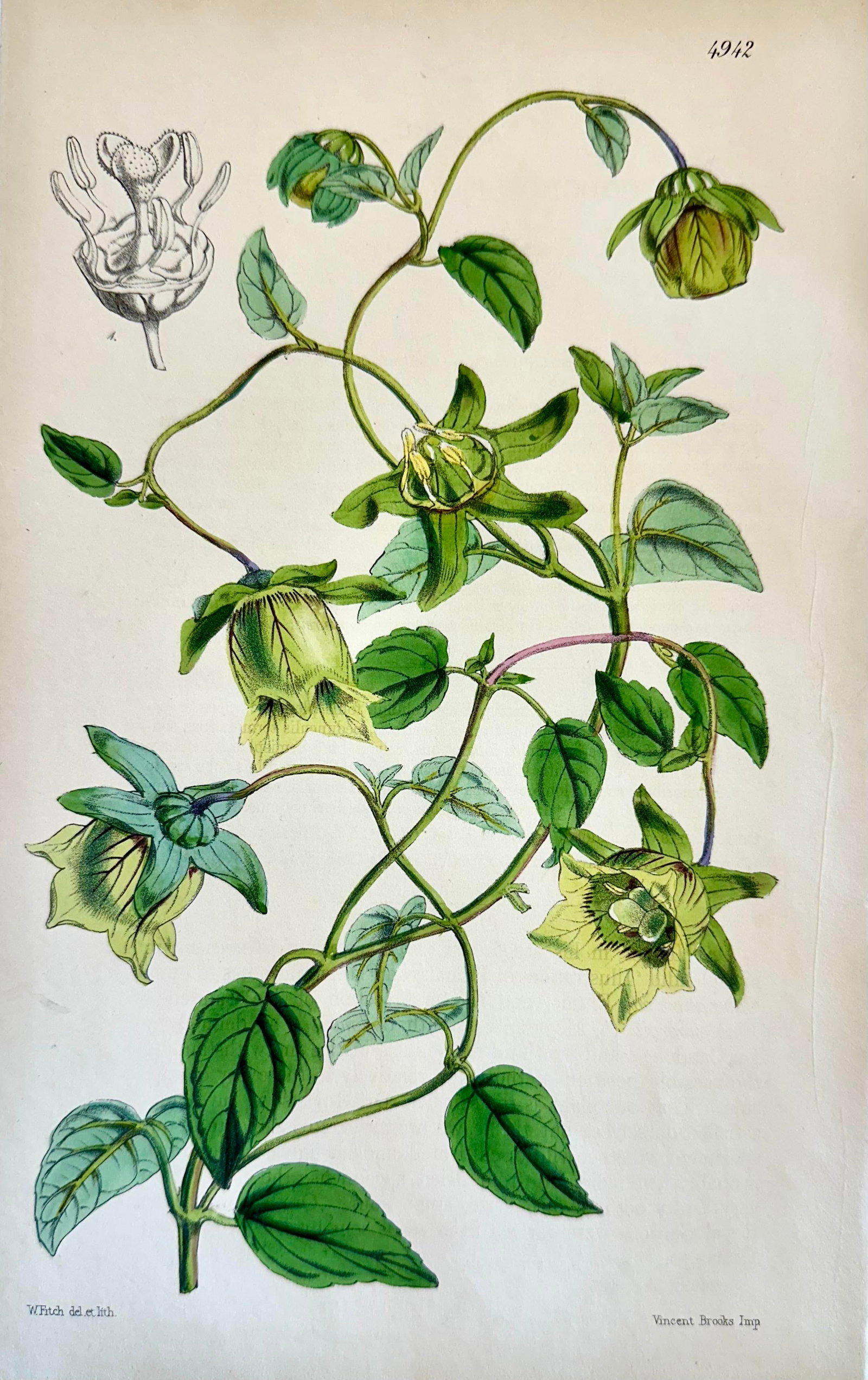 Orobus, Blue Eyed Mary, Ginseng & Honesty Botanical Engravings by William Curtis, 1856 (Set of 4) - 4