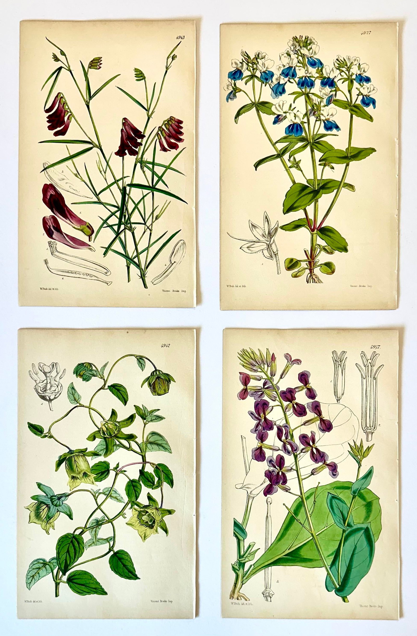 Orobus, Blue Eyed Mary, Ginseng & Honesty Botanical Engravings by William Curtis, 1856 (Set of 4) - 5