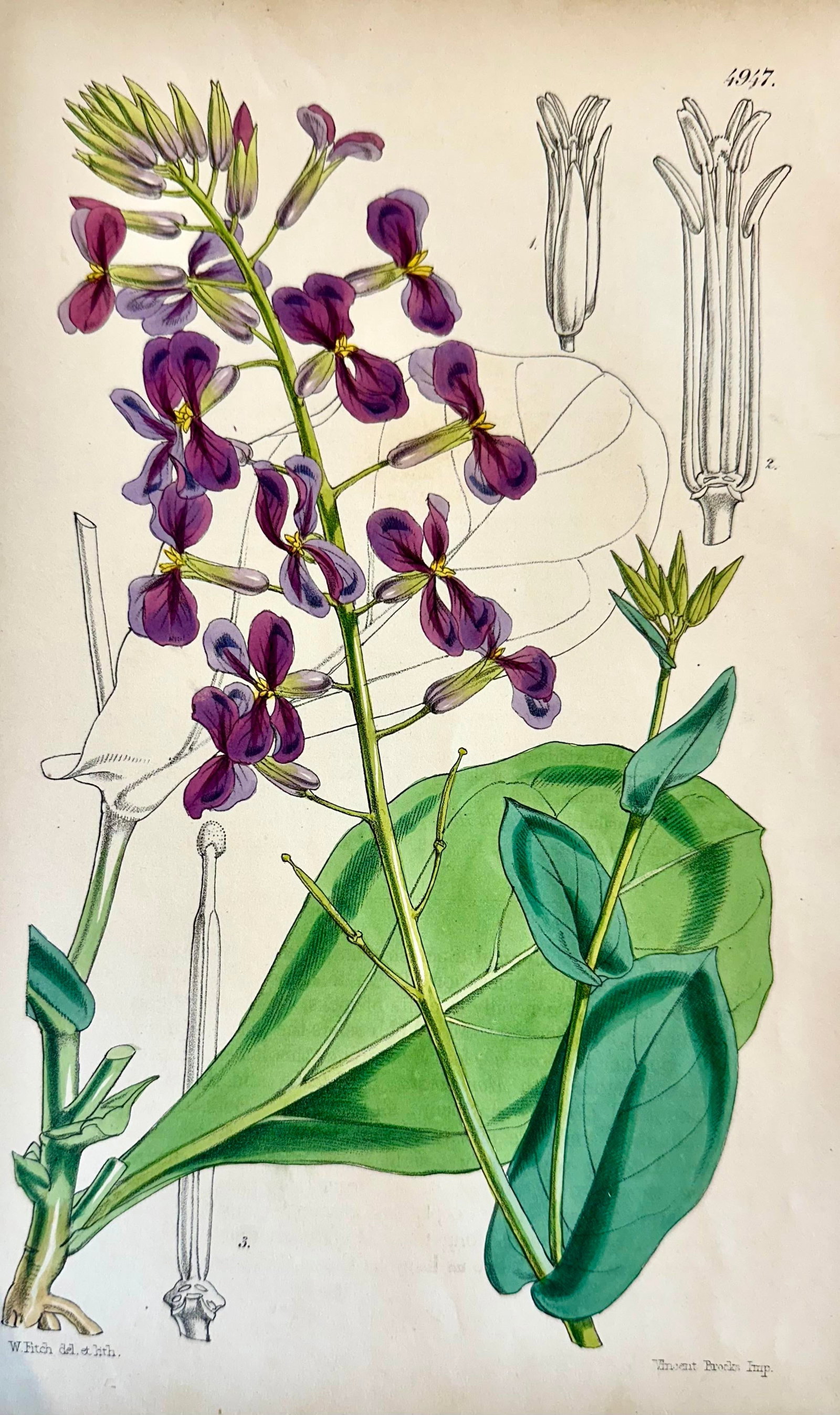 Orobus, Blue Eyed Mary, Ginseng & Honesty Botanical Engravings by William Curtis, 1856 (Set of 4) - 6
