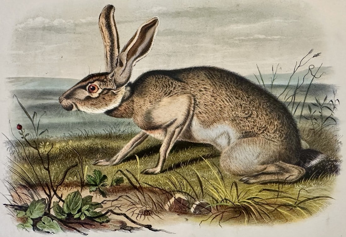 Texan Hare by John James Audubon, 1st Edition Octavo Print, 1842 (1 of 3)