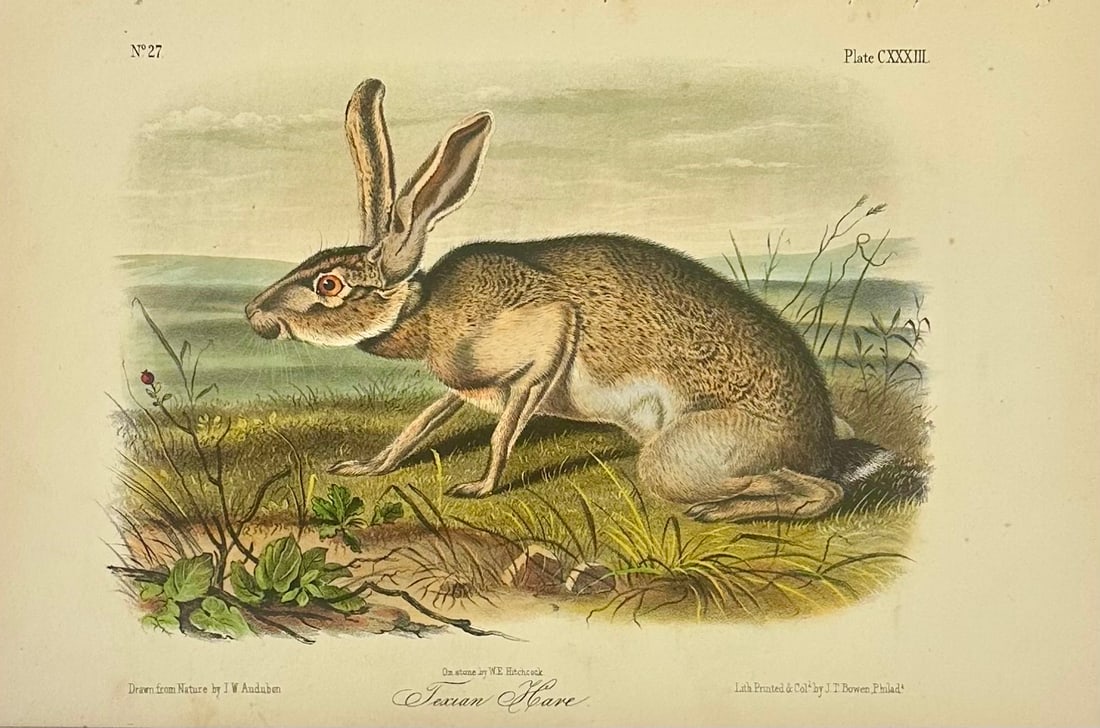 Texan Hare by John James Audubon, 1st Edition Octavo Print, 1842 - 3