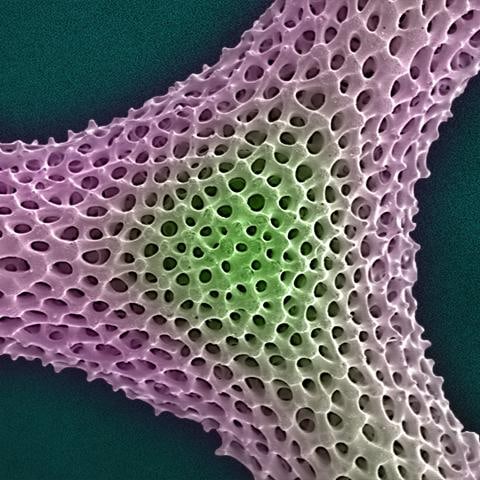 Fidget Radiolarian Digital Painting by Modernist Andrew Leonard - 2