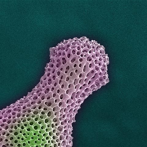 Fidget Radiolarian Digital Painting by Modernist Andrew Leonard - 3