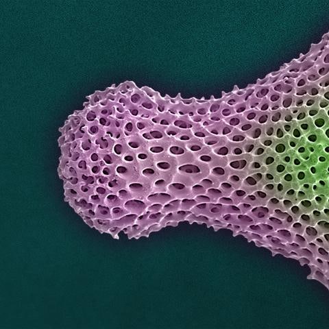 Fidget Radiolarian Digital Painting by Modernist Andrew Leonard - 4