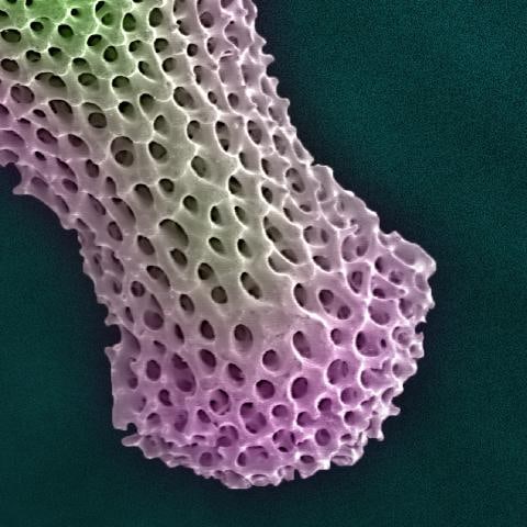 Fidget Radiolarian Digital Painting by Modernist Andrew Leonard - 5