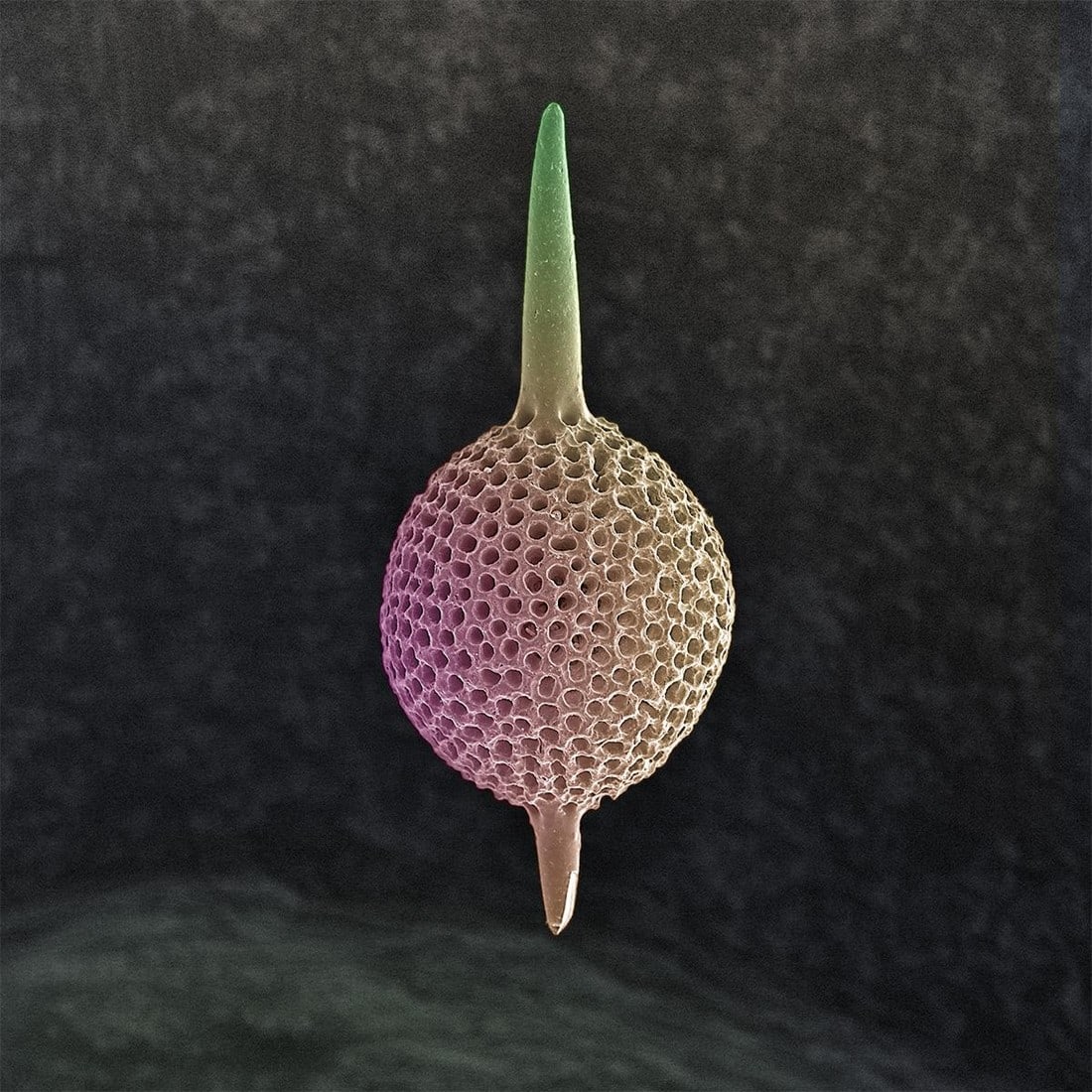 Symbolic Radiolarian Digital Painting by Modernist Andrew Leonard: Photographer, Andrew Paul Leonard, uses the scanning electron microscope to explore "inner- space" as another fronitier. His ability to capture the seldom seen beauty of a previously unimagined world