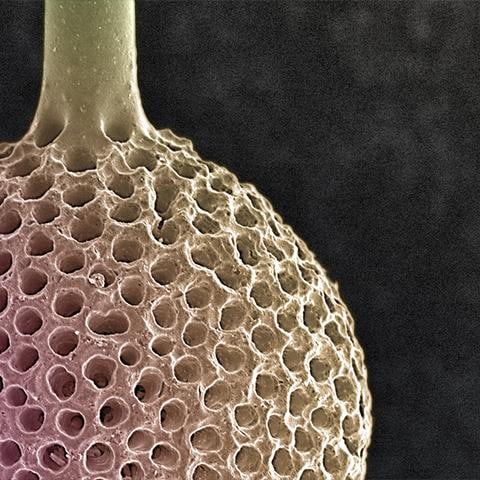 Symbolic Radiolarian Digital Painting by Modernist Andrew Leonard - 3