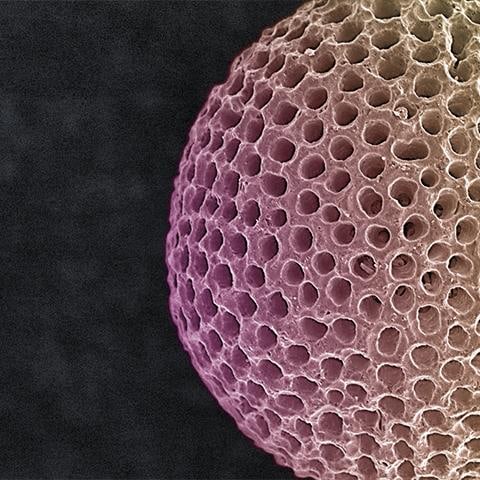 Symbolic Radiolarian Digital Painting by Modernist Andrew Leonard - 4