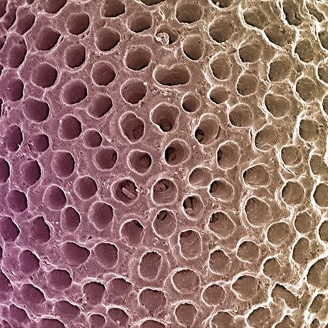 Symbolic Radiolarian Digital Painting by Modernist Andrew Leonard - 5