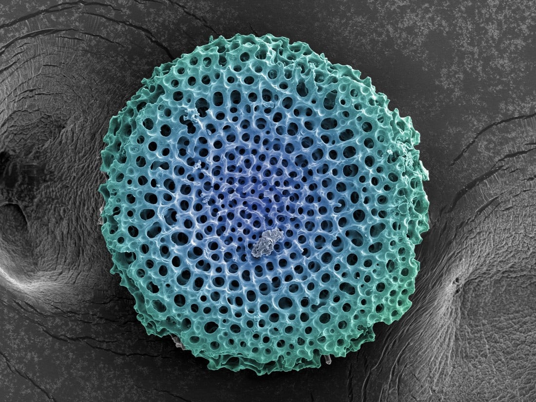 Untitled Radiolarian Digital Painting by Modernist Andrew Leonard: Photographer, Andrew Paul Leonard, uses the scanning electron microscope to explore "inner- space" as another fronitier. His ability to capture the seldom seen beauty of a previously unimagined world