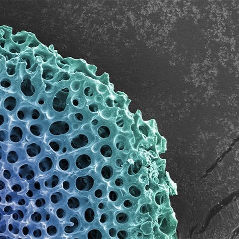 Untitled Radiolarian Digital Painting by Modernist Andrew Leonard - 3