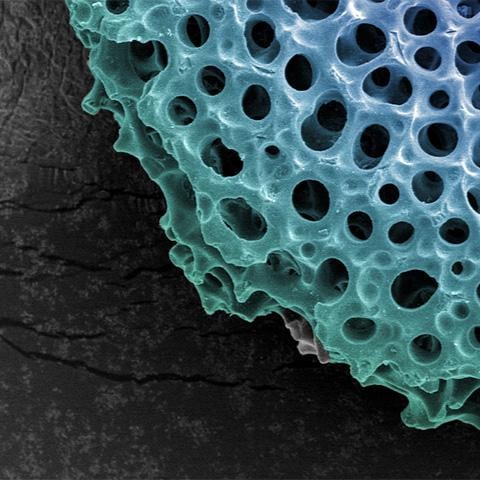 Untitled Radiolarian Digital Painting by Modernist Andrew Leonard - 4