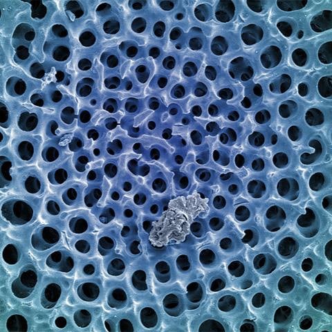 Untitled Radiolarian Digital Painting by Modernist Andrew Leonard - 5