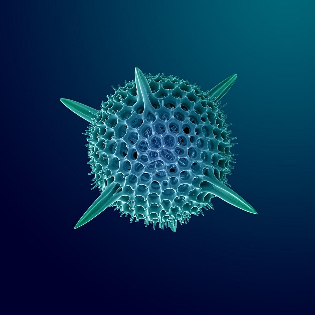 Hexacontium Radiolarian Digital Painting by Modernist Andrew Leonard: Photographer, Andrew Paul Leonard, uses the scanning electron microscope to explore "inner- space" as another fronitier. His ability to capture the seldom seen beauty of a previously unimagined world