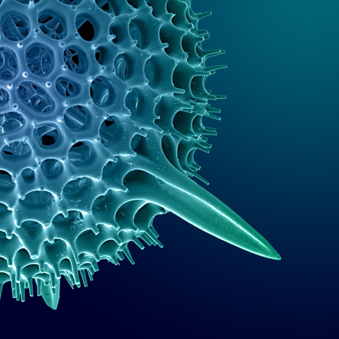 Hexacontium Radiolarian Digital Painting by Modernist Andrew Leonard - 2