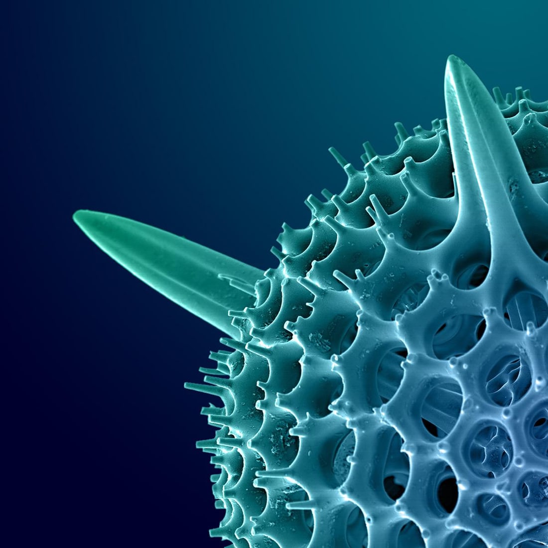 Hexacontium Radiolarian Digital Painting by Modernist Andrew Leonard - 3