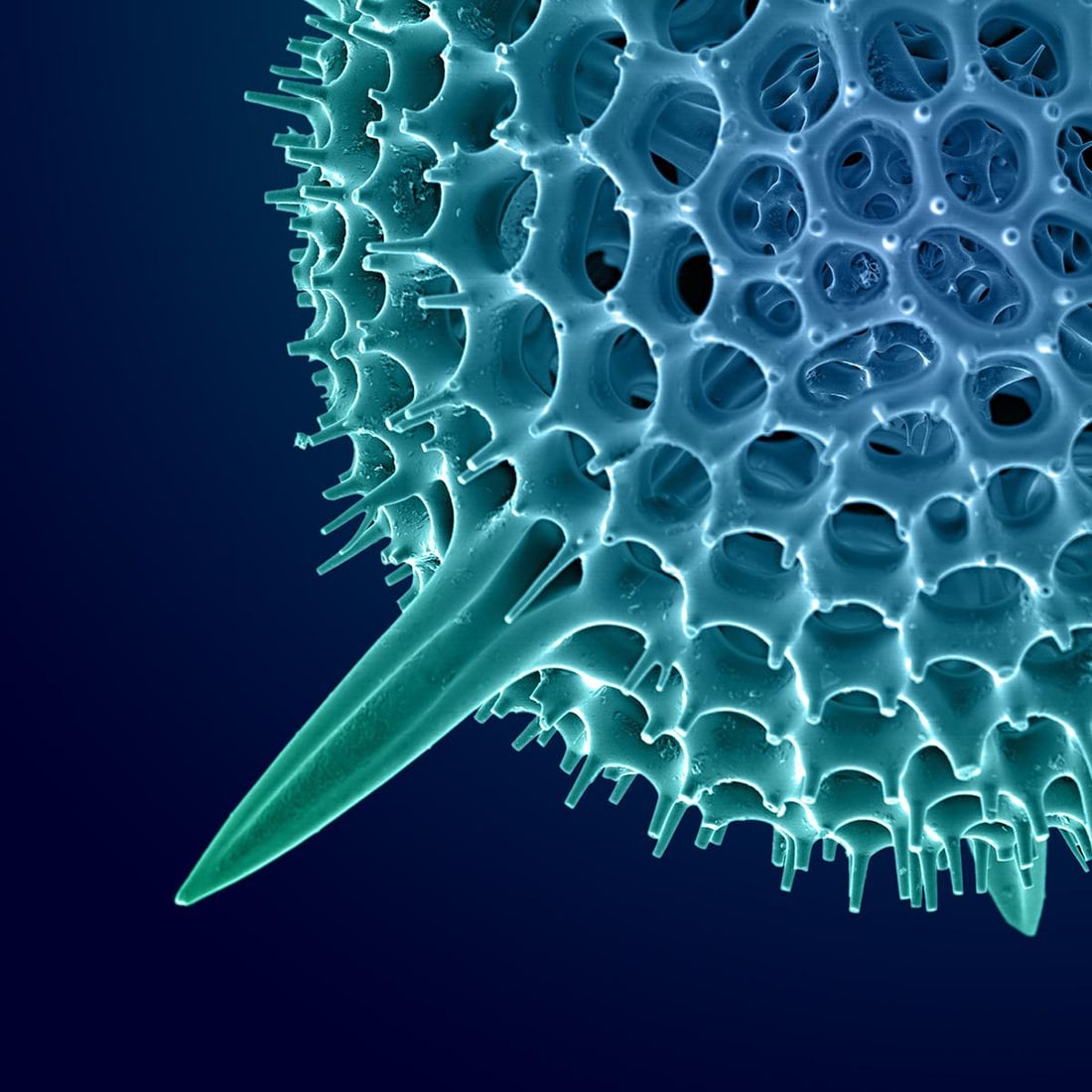 Hexacontium Radiolarian Digital Painting by Modernist Andrew Leonard - 4