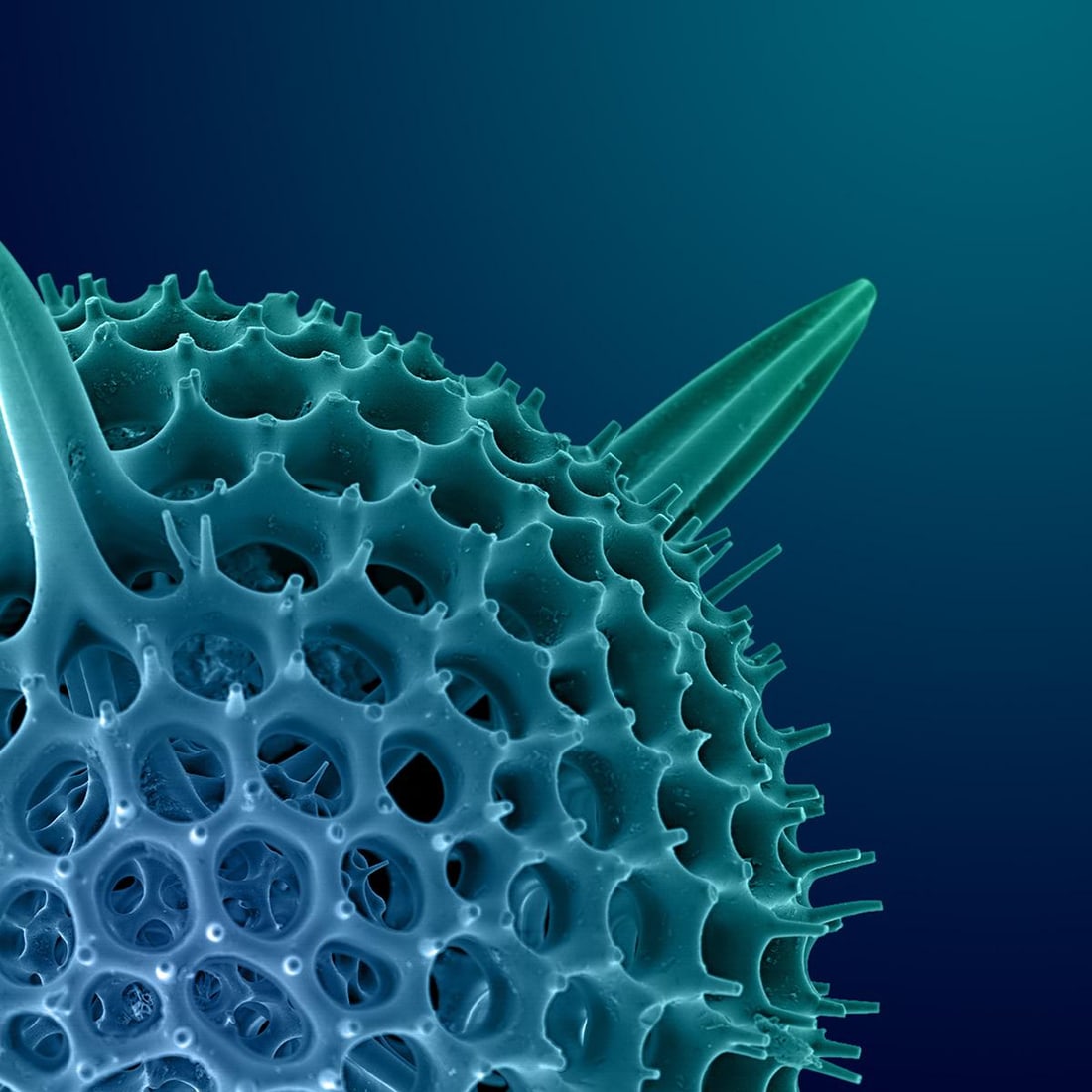 Hexacontium Radiolarian Digital Painting by Modernist Andrew Leonard - 5