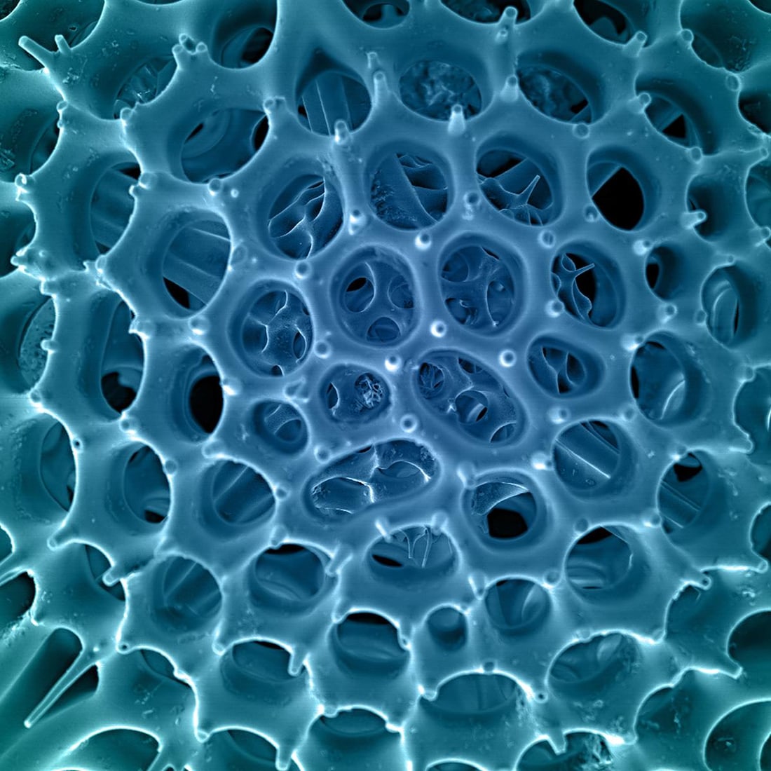 Hexacontium Radiolarian Digital Painting by Modernist Andrew Leonard - 6