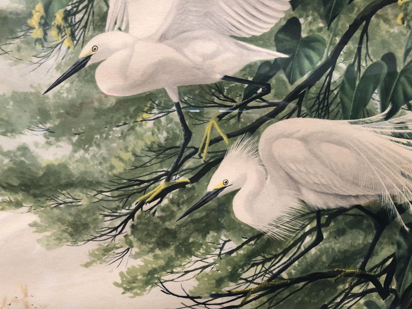 Post-War Tropical Cranes Print in Original Frame - 3