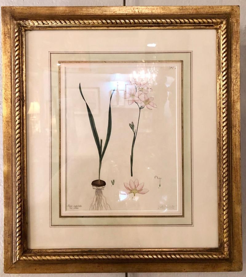 Two of the Hand Colored Botanist Repository Series 1797 Andrews, Henry 'British' - 11