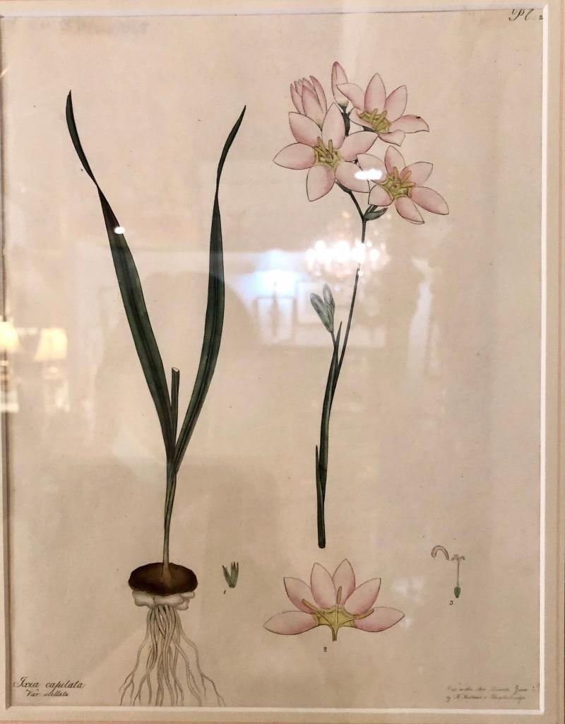Two of the Hand Colored Botanist Repository Series 1797 Andrews, Henry 'British' - 12