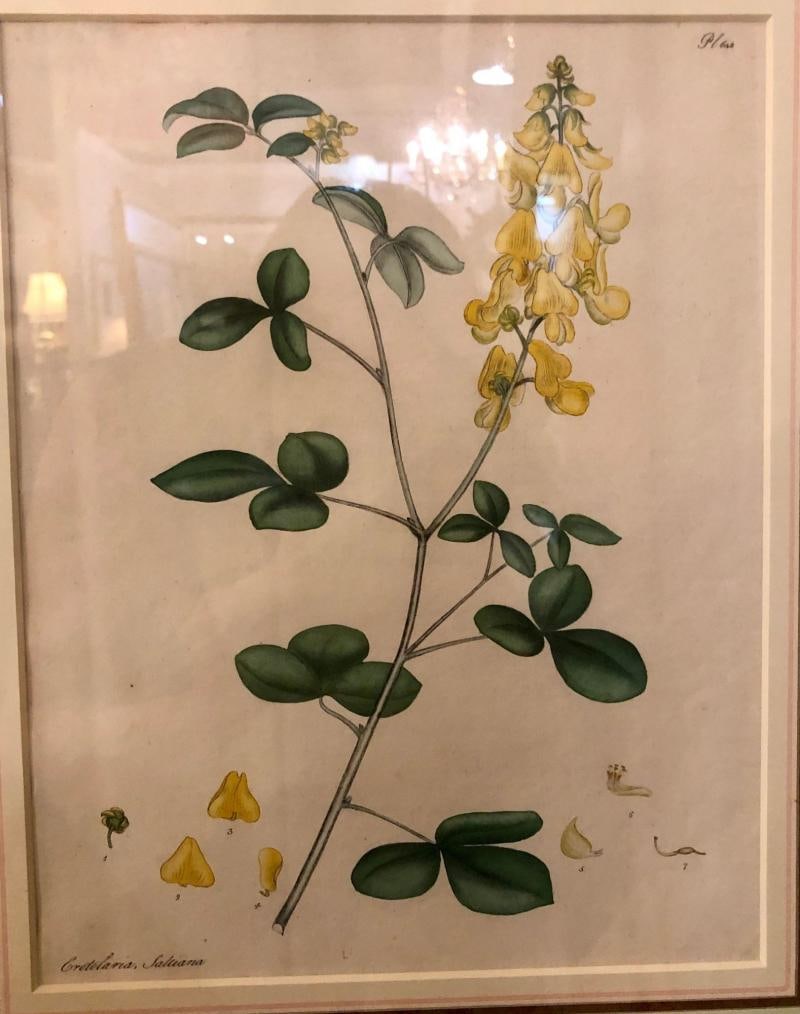 Two of the Hand Colored Botanist Repository Series 1797 Andrews, Henry 'British' - 6