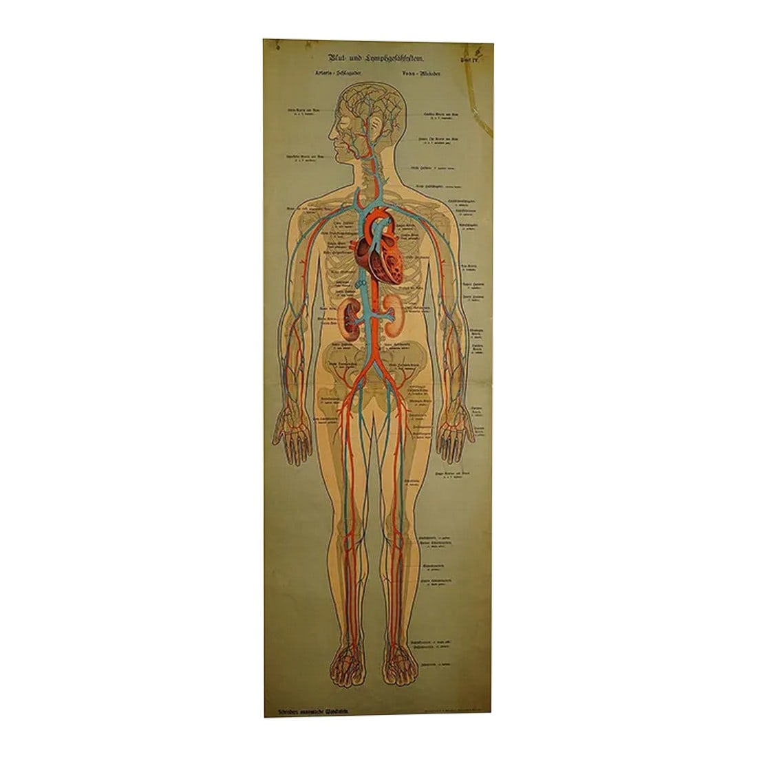 Anatomical Wall Chart Depicting the Human Lymphatic and Blood Vessels (1 of 5)