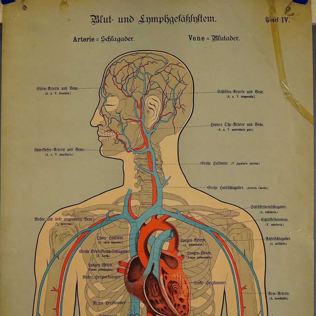 Anatomical Wall Chart Depicting the Human Lymphatic and Blood Vessels - 2