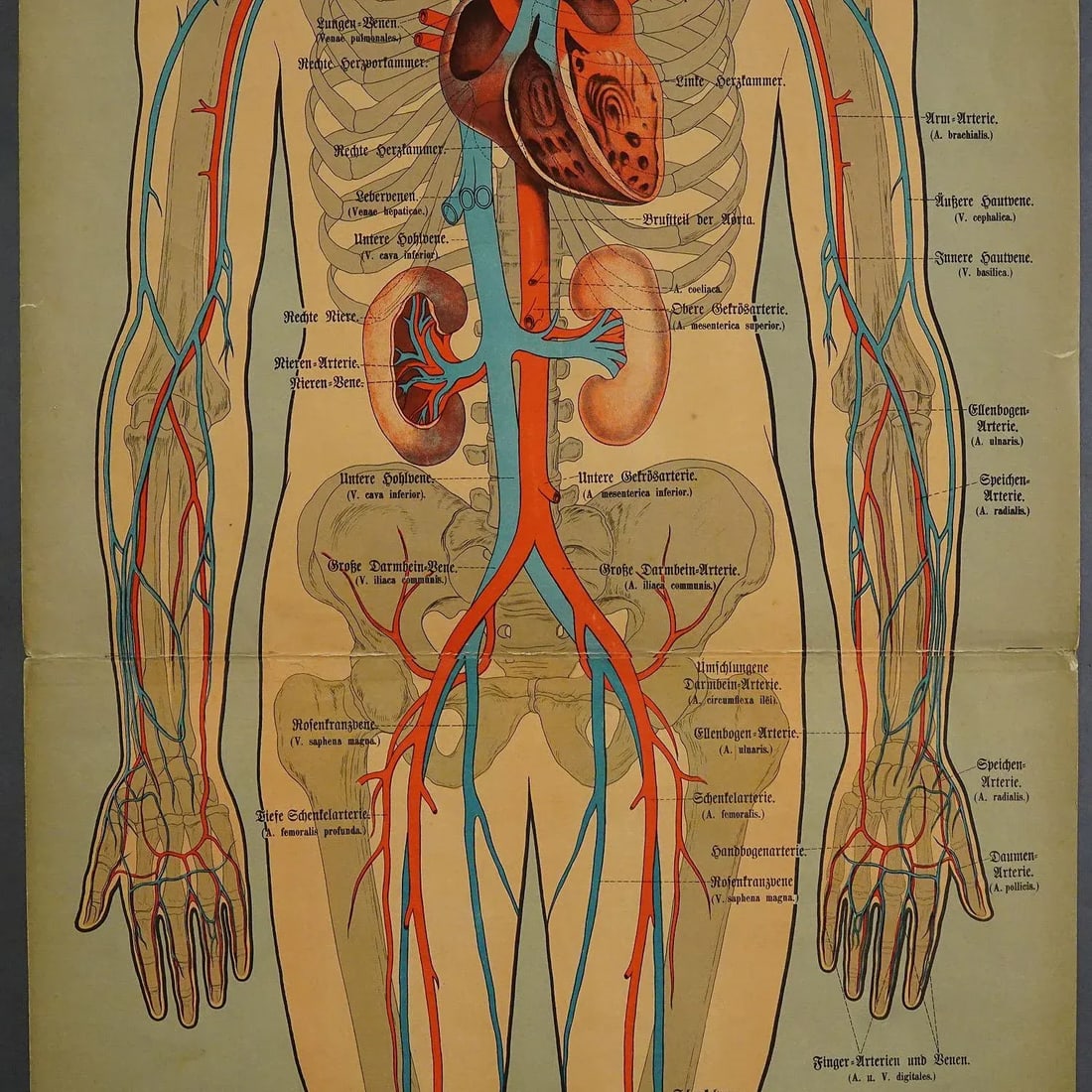 Anatomical Wall Chart Depicting the Human Lymphatic and Blood Vessels - 3